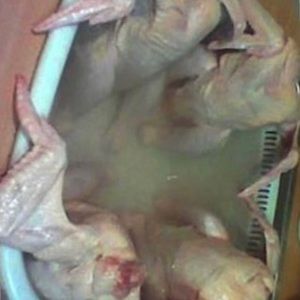 Meet your Posher, Gustavo